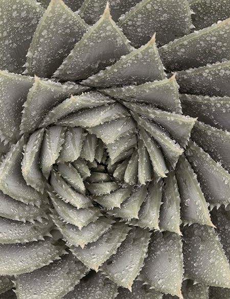 TRAPEZIUM ALOE INSPIRATION 1