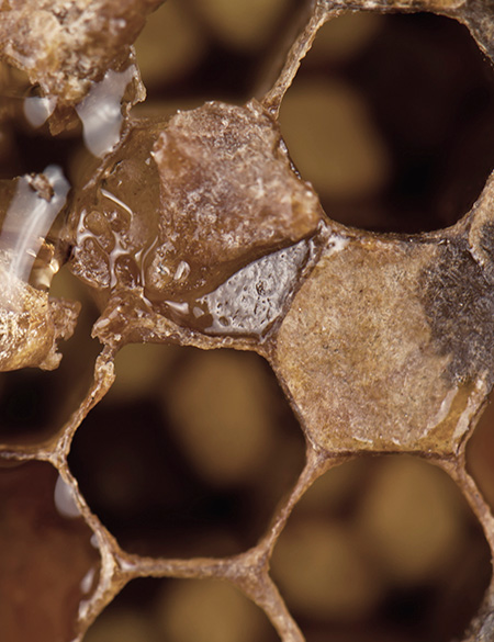 TRAPEZIUM HIVE INSPIRATION 1