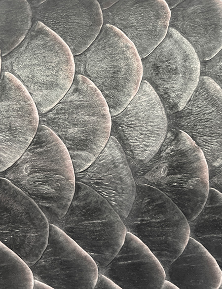 WAVES FISH SCALE INSPIRATION